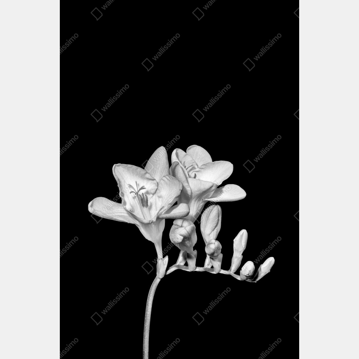Repositionierbarer Aufkleber zarte freesie in monochrom – Wallnifity® Repositionierbarer Aufkleber zarte freesie in monochrom – Wallnifity®