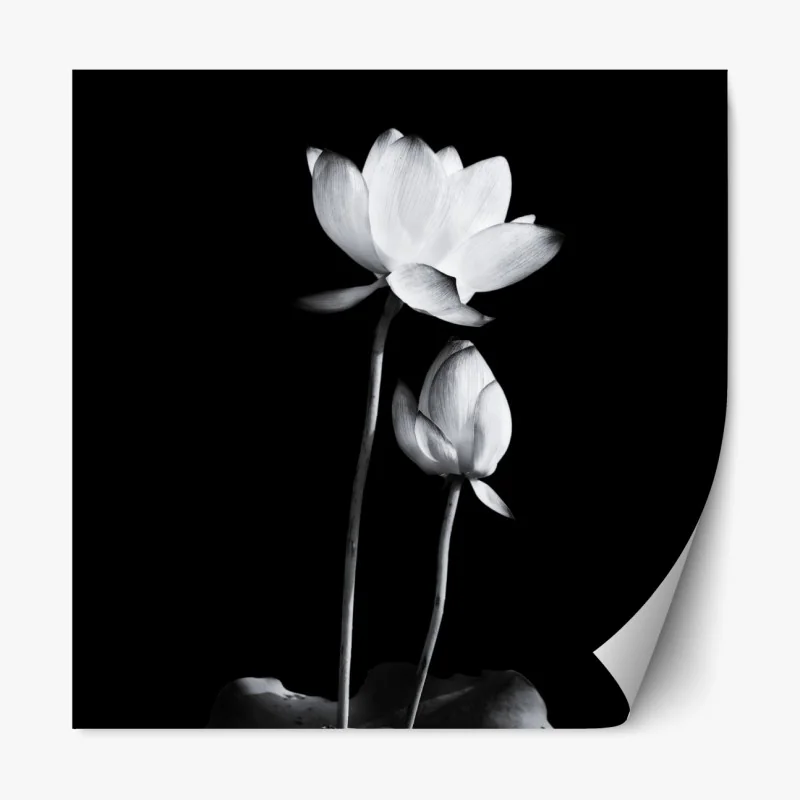 Repositionierbarer Aufkleber weißer lotus in monochrom – Wallnifity® Repositionierbarer Aufkleber weißer lotus in monochrom – Wallnifity®