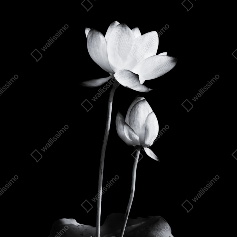 Repositionierbarer Aufkleber weißer lotus in monochrom – Wallnifity® Repositionierbarer Aufkleber weißer lotus in monochrom – Wallnifity®