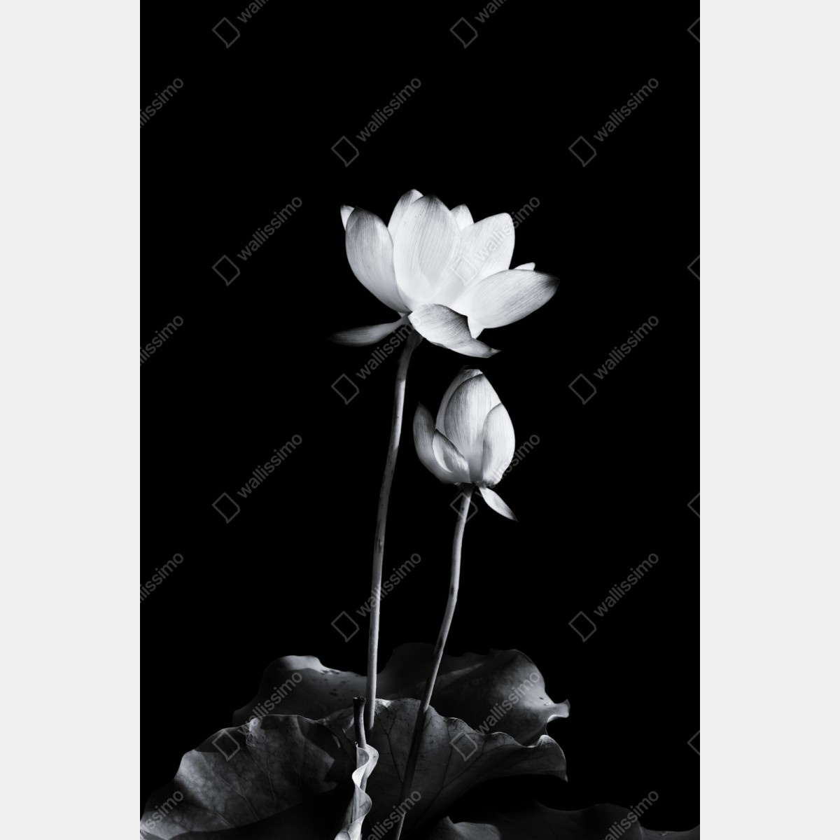 Repositionierbarer Aufkleber weißer lotus in monochrom – Wallnifity® Repositionierbarer Aufkleber weißer lotus in monochrom – Wallnifity®