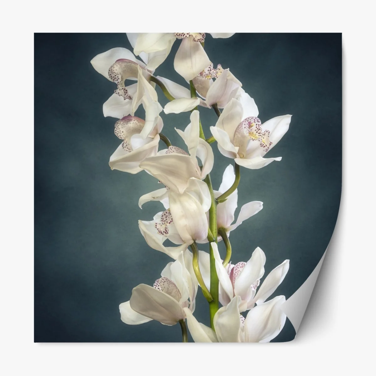 Repositionierbarer Aufkleber zarte weiße orchideen vor gedämpftem hintergrund – Wallnifity® Repositionierbarer Aufkleber zarte weiße orchideen vor gedämpftem hintergrund – Wallnifity®