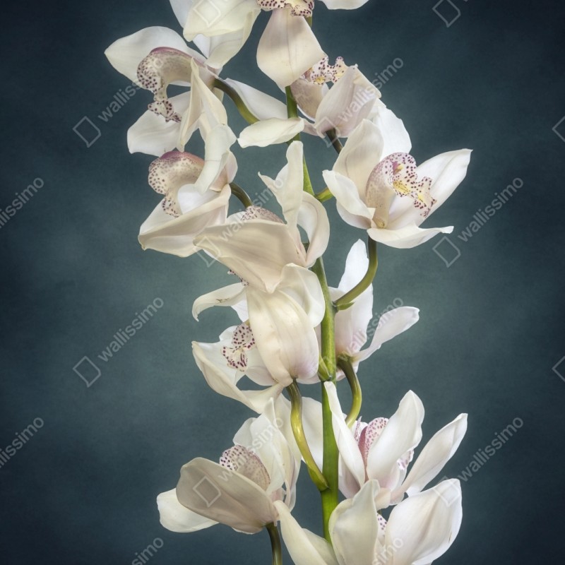 Repositionierbarer Aufkleber zarte weiße orchideen vor gedämpftem hintergrund – Wallnifity® Repositionierbarer Aufkleber zarte weiße orchideen vor gedämpftem hintergrund – Wallnifity®