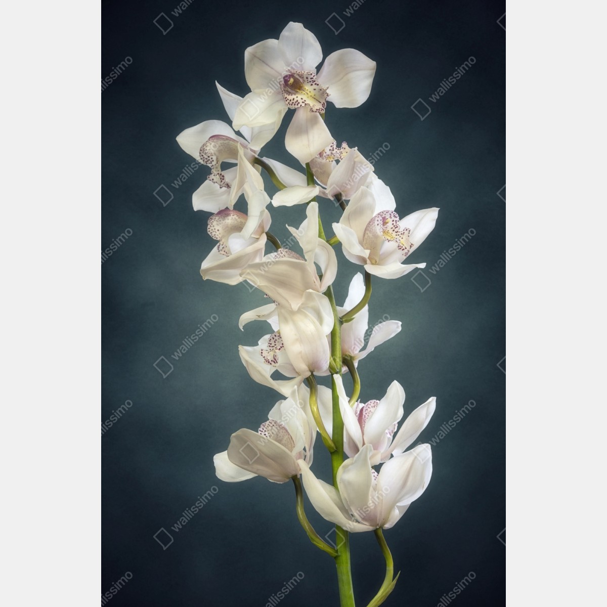 Repositionierbarer Aufkleber zarte weiße orchideen vor gedämpftem hintergrund – Wallnifity® Repositionierbarer Aufkleber zarte weiße orchideen vor gedämpftem hintergrund – Wallnifity®