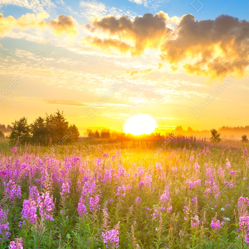 Repositionierbarer Aufkleber sonnenaufgang über violetter wildblumenwiese – Wallnifity® Repositionierbarer Aufkleber sonnenaufgang über violetter wildblumenwiese – Wallnifity®