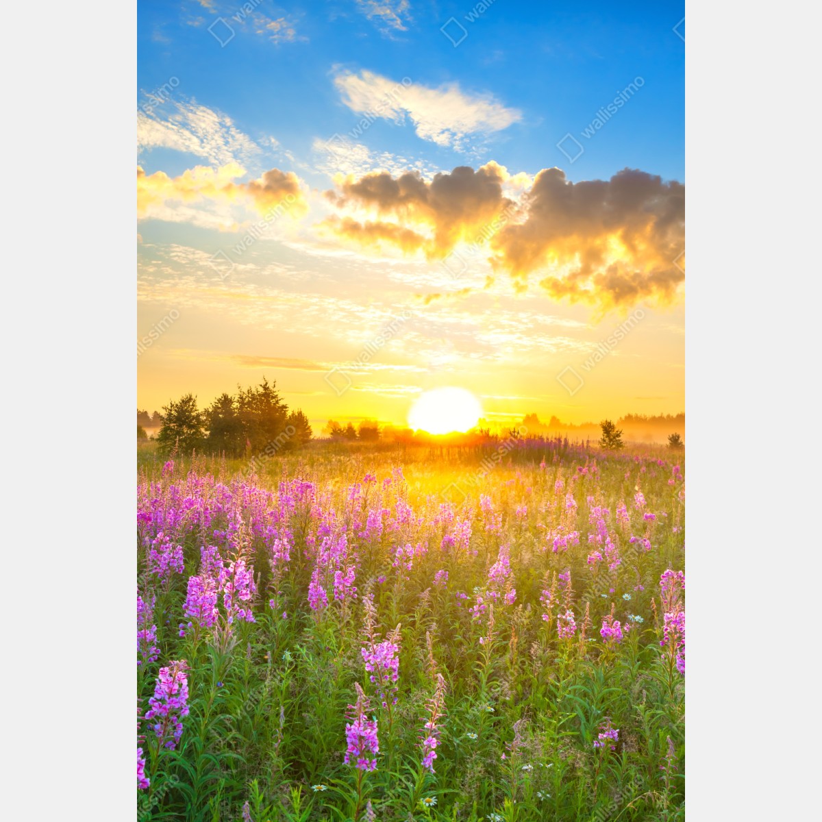 Repositionierbarer Aufkleber sonnenaufgang über violetter wildblumenwiese – Wallnifity® Repositionierbarer Aufkleber sonnenaufgang über violetter wildblumenwiese – Wallnifity®