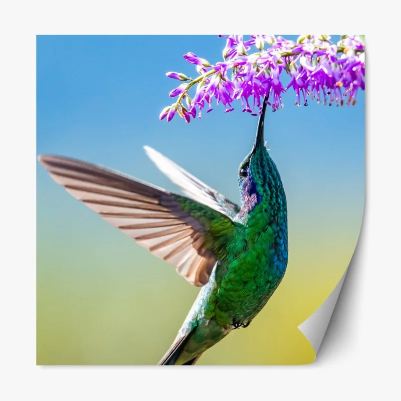 Repositionierbarer Aufkleber kolibri an violetter blüte – Wallnifity® Repositionierbarer Aufkleber kolibri an violetter blüte – Wallnifity®