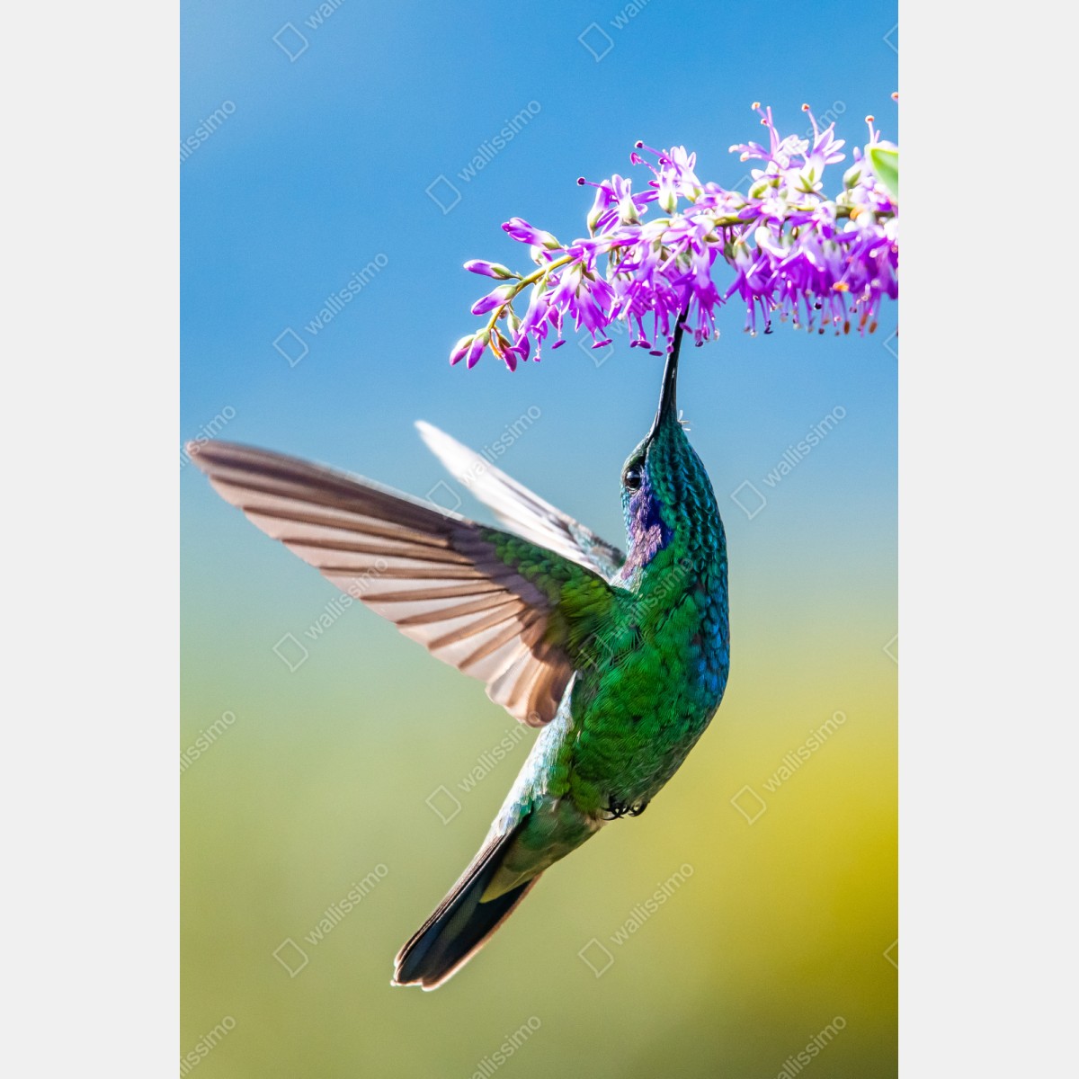 Repositionierbarer Aufkleber kolibri an violetter blüte – Wallnifity® Repositionierbarer Aufkleber kolibri an violetter blüte – Wallnifity®