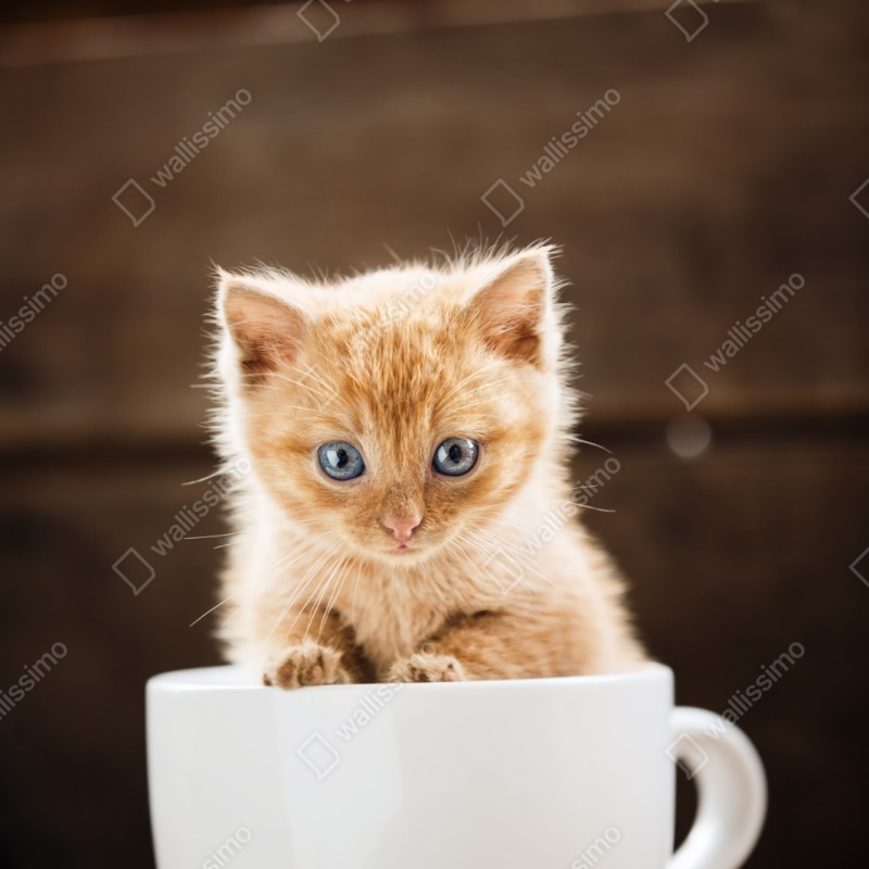 Repositionierbarer Aufkleber rötliches kätzchen in einer teetasse – Wallnifity® Repositionierbarer Aufkleber rötliches kätzchen in einer teetasse – Wallnifity®