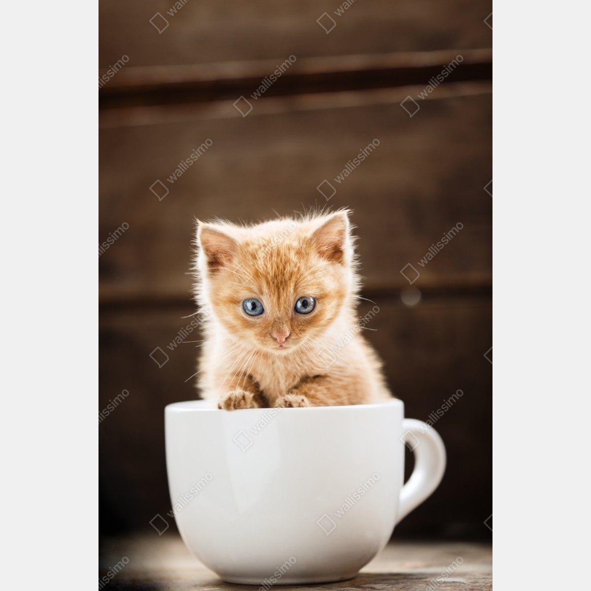 Repositionierbarer Aufkleber rötliches kätzchen in einer teetasse – Wallnifity® Repositionierbarer Aufkleber rötliches kätzchen in einer teetasse – Wallnifity®