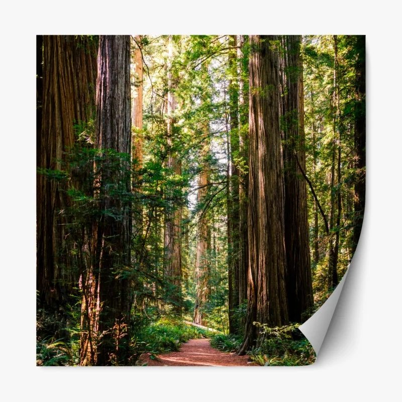 Repositionierbarer Aufkleber majestätischer weg im sekwoienwald