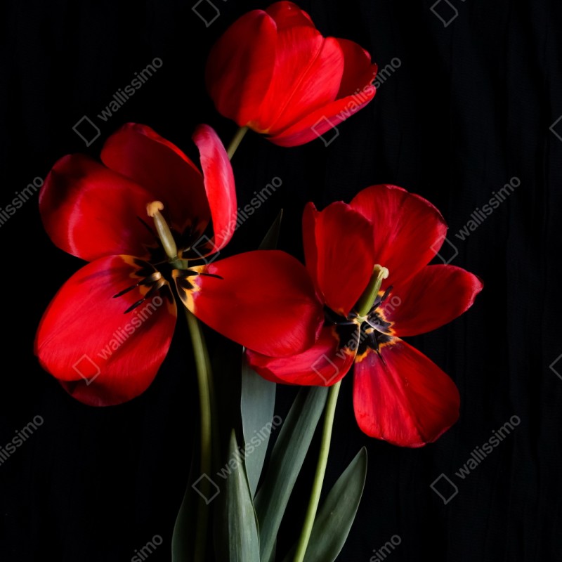 Repositionierbarer Aufkleber drei rote tulpen vor schwarzem hintergrund – Wallnifity® Repositionierbarer Aufkleber drei rote tulpen vor schwarzem hintergrund – Wallnifity®