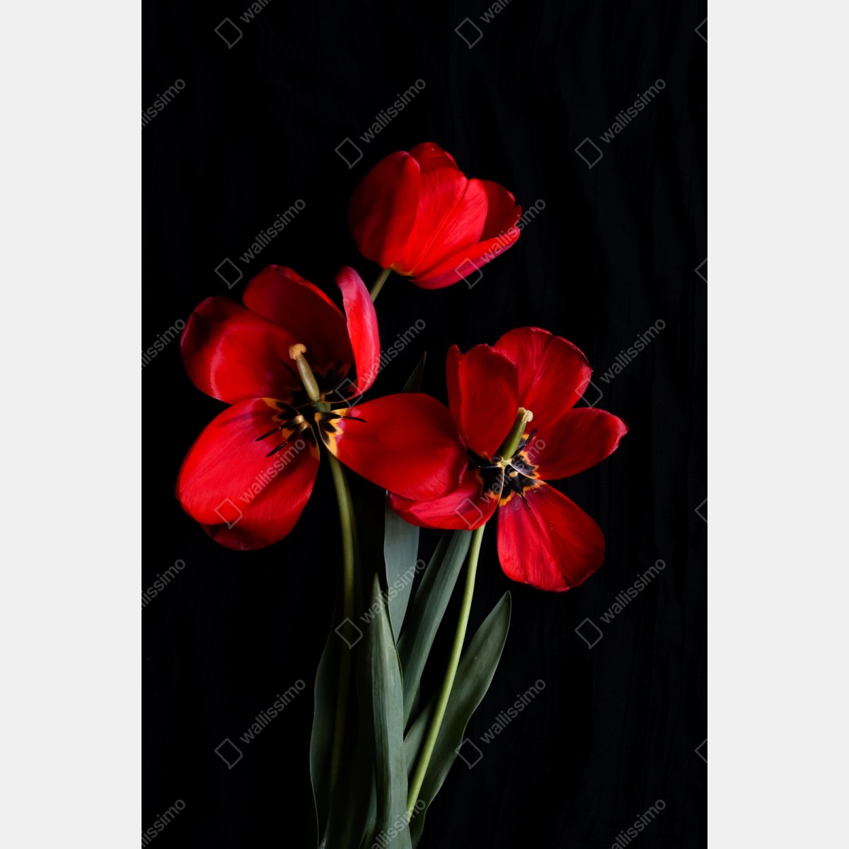 Repositionierbarer Aufkleber drei rote tulpen vor schwarzem hintergrund – Wallnifity® Repositionierbarer Aufkleber drei rote tulpen vor schwarzem hintergrund – Wallnifity®