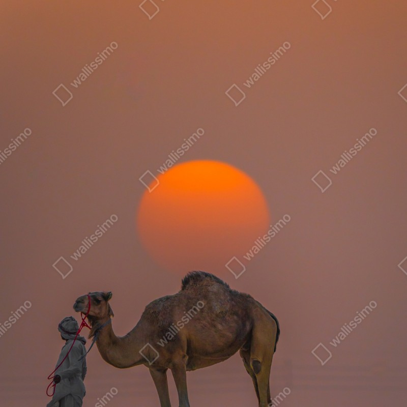 Repositionierbarer Aufkleber kamel vor sonnenuntergang in der wüste – Wallnifity® Repositionierbarer Aufkleber kamel vor sonnenuntergang in der wüste – Wallnifity®