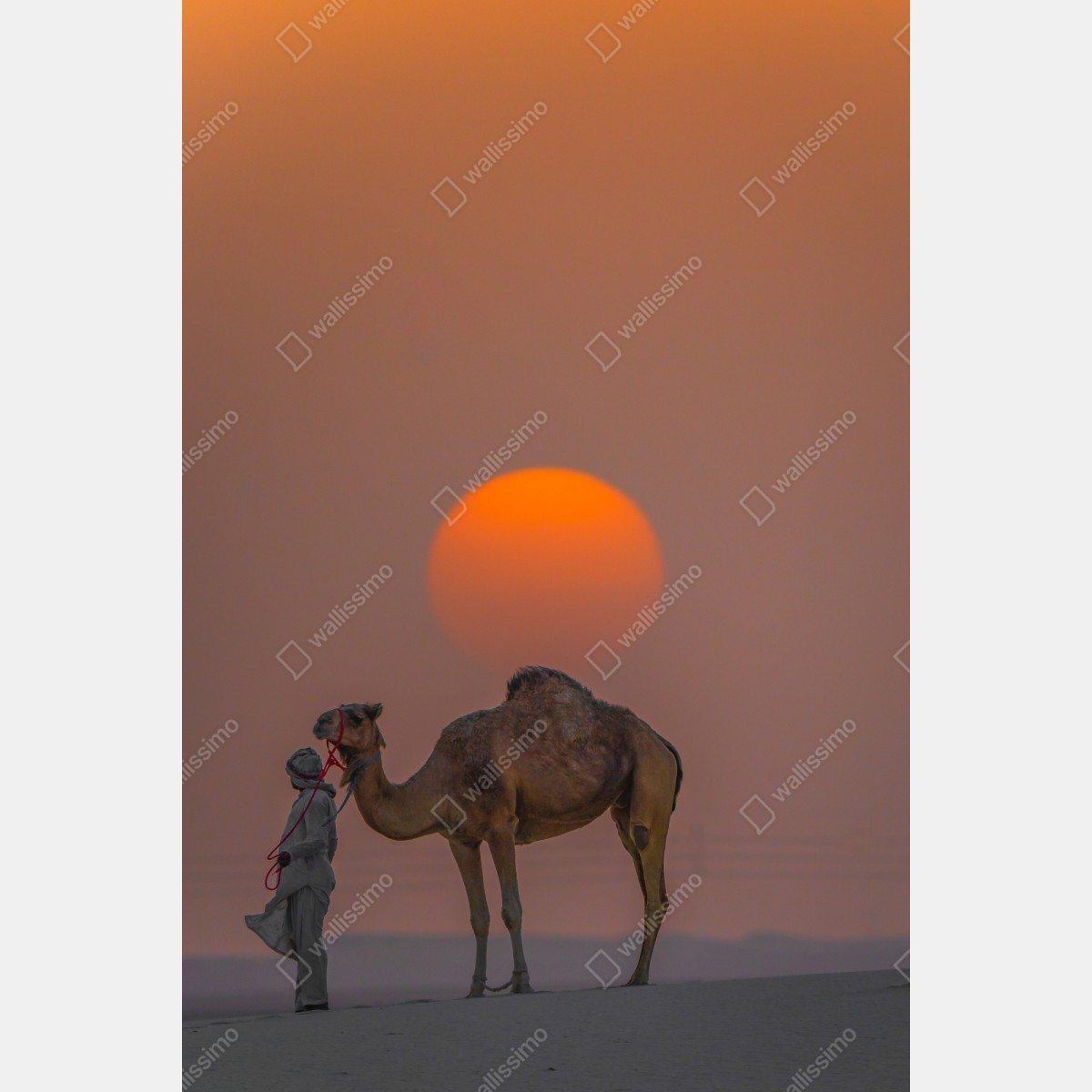 Repositionierbarer Aufkleber kamel vor sonnenuntergang in der wüste – Wallnifity® Repositionierbarer Aufkleber kamel vor sonnenuntergang in der wüste – Wallnifity®