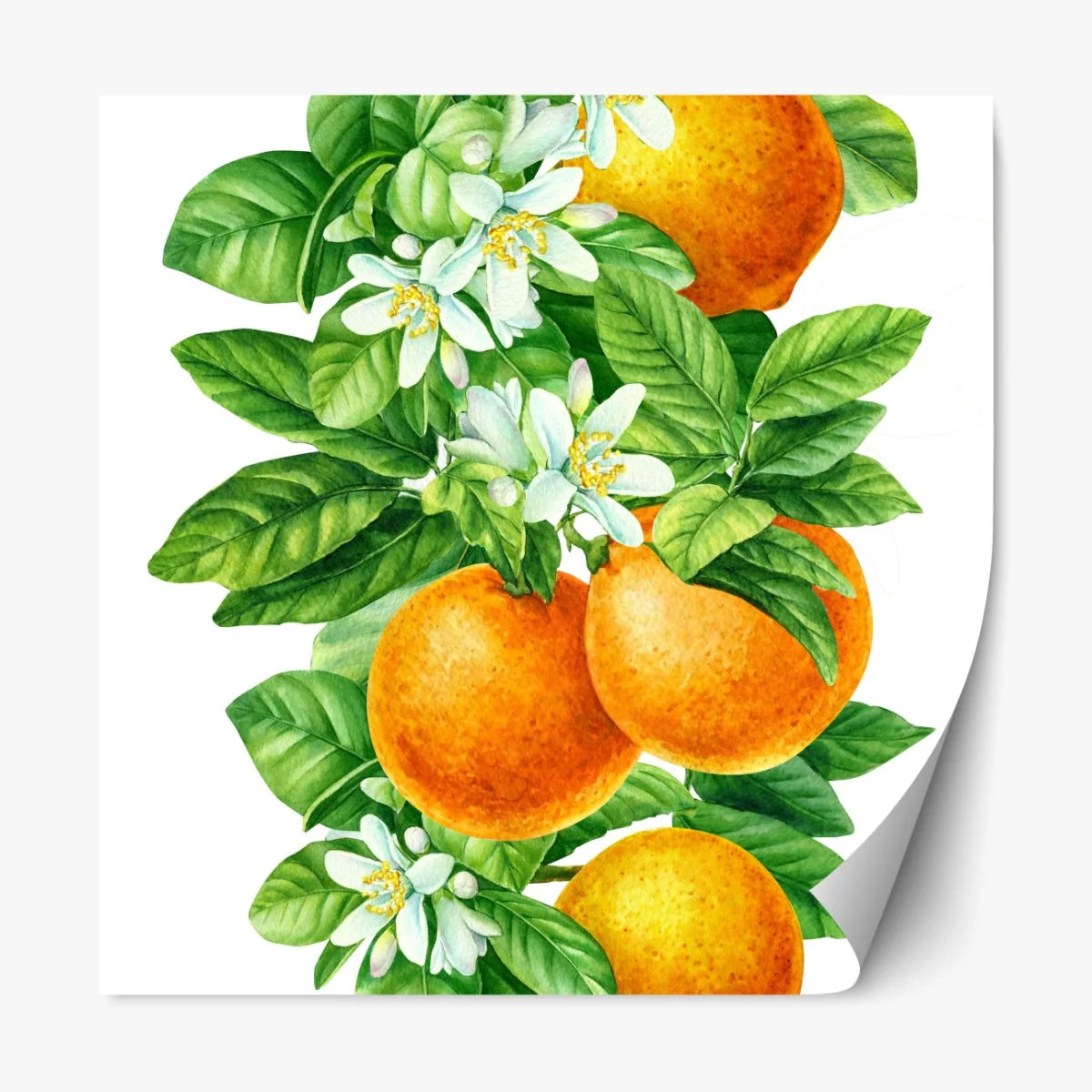 Repositionierbarer Aufkleber zitrusblüten und reife orangen – Wallnifity® Repositionierbarer Aufkleber zitrusblüten und reife orangen – Wallnifity®
