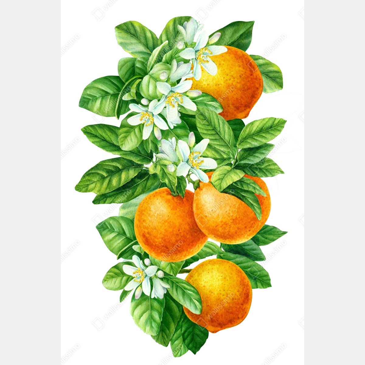 Repositionierbarer Aufkleber zitrusblüten und reife orangen – Wallnifity® Repositionierbarer Aufkleber zitrusblüten und reife orangen – Wallnifity®