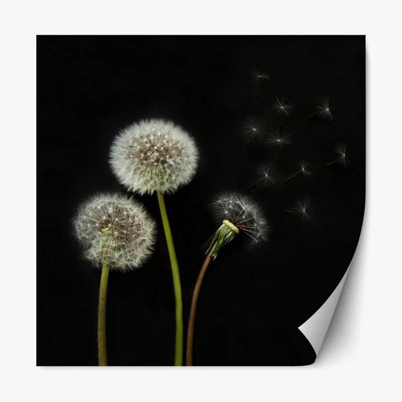 Repositionierbarer Aufkleber zarte löwenzahnköpfe vor schwarzem hintergrund