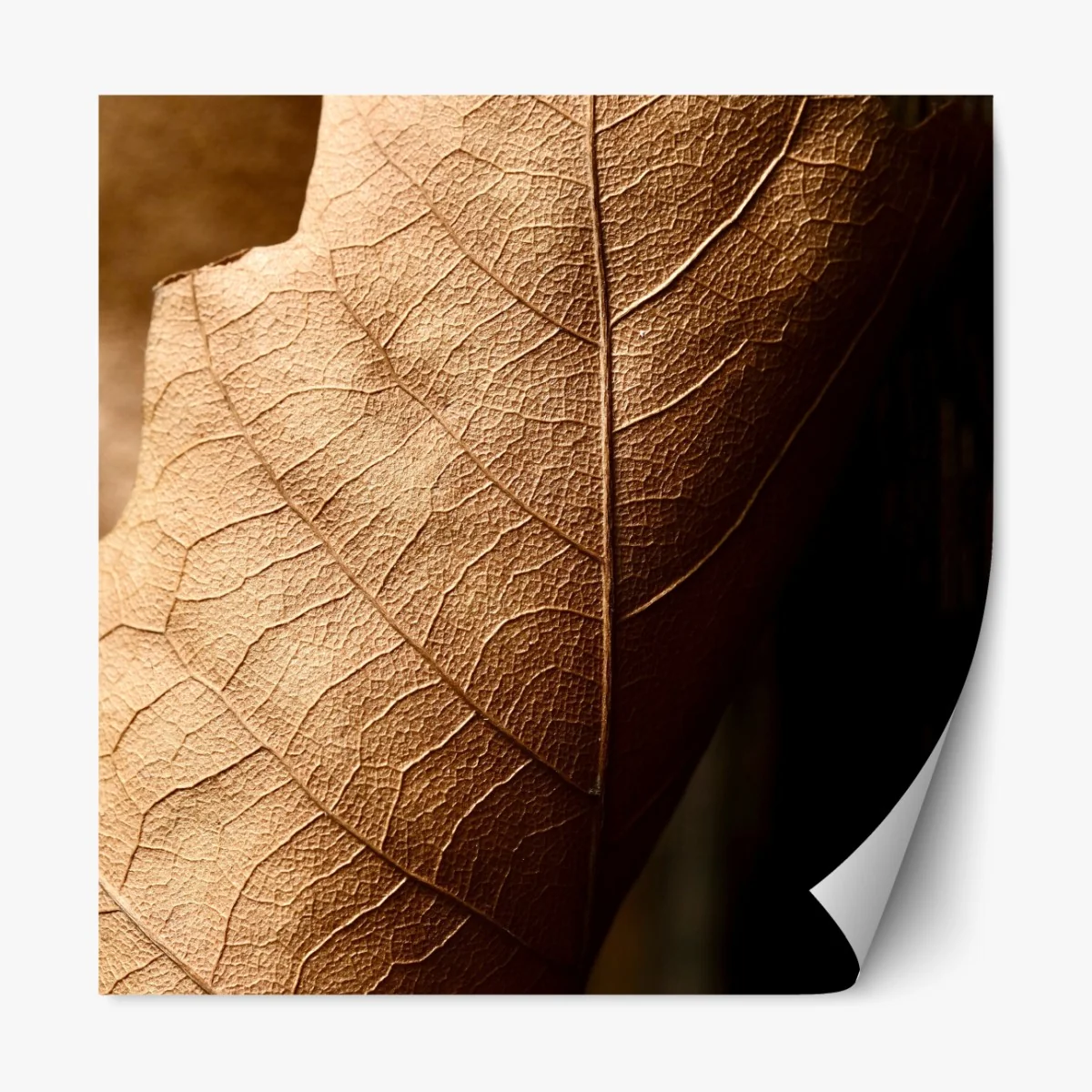 Repositionierbarer Aufkleber strukturiertes trockenes blatt nahaufnahme – Wallnifity® Repositionierbarer Aufkleber strukturiertes trockenes blatt nahaufnahme – Wallnifity®