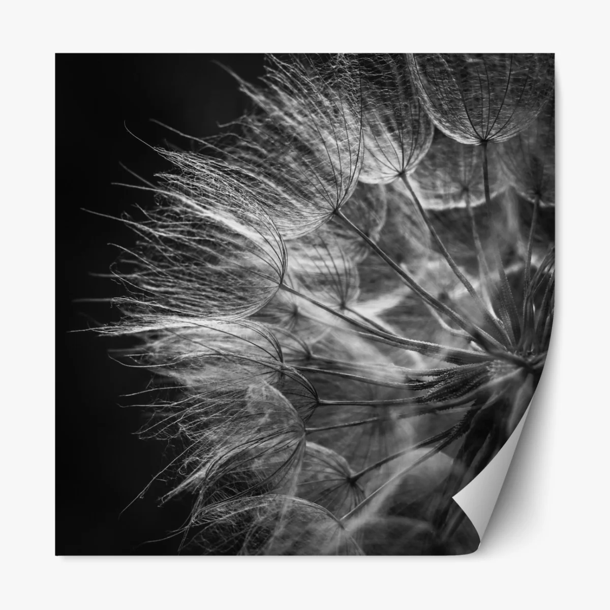 Repositionierbarer Aufkleber zarter löwenzahn in monochrom – Wallnifity® Repositionierbarer Aufkleber zarter löwenzahn in monochrom – Wallnifity®