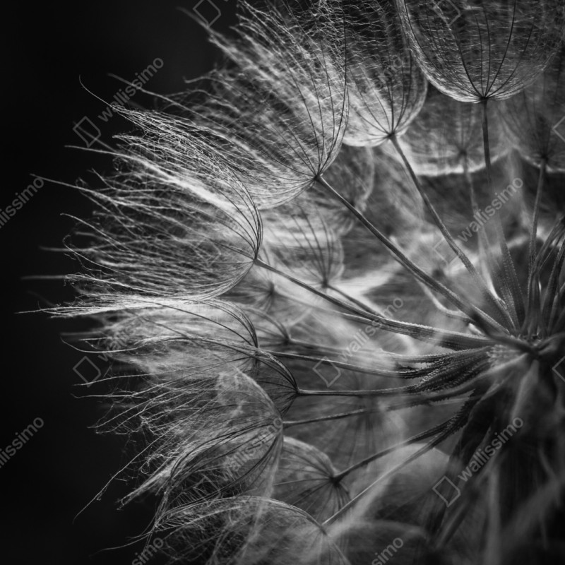 Repositionierbarer Aufkleber zarter löwenzahn in monochrom – Wallnifity® Repositionierbarer Aufkleber zarter löwenzahn in monochrom – Wallnifity®