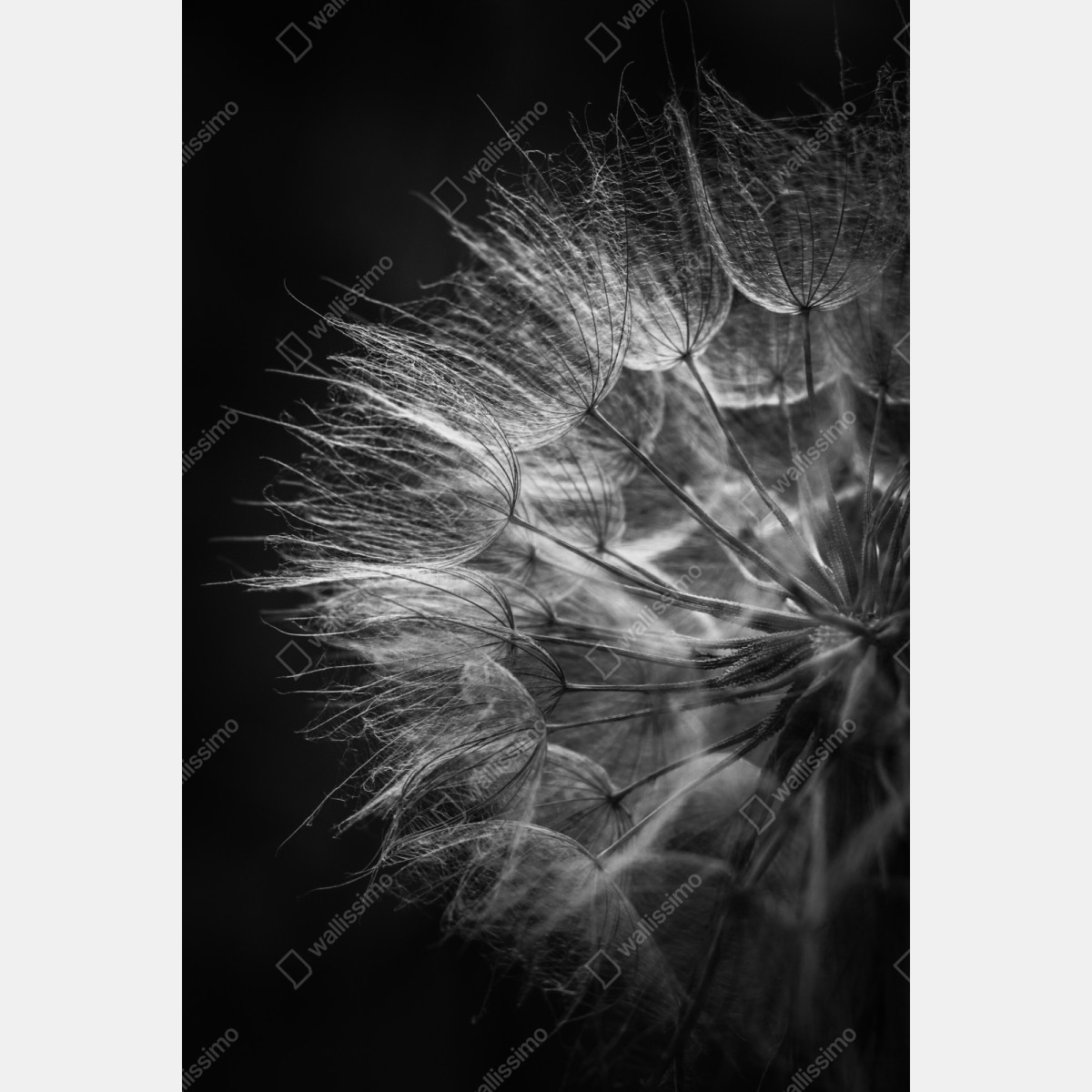 Repositionierbarer Aufkleber zarter löwenzahn in monochrom – Wallnifity® Repositionierbarer Aufkleber zarter löwenzahn in monochrom – Wallnifity®