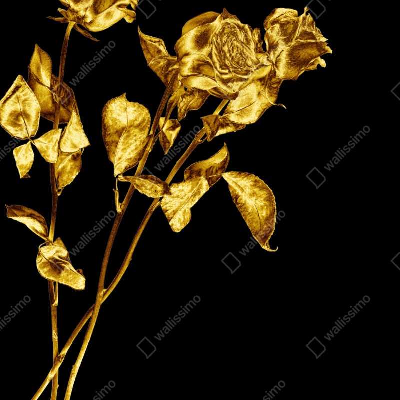 Repositionierbarer Aufkleber goldene rosen vor schwarzem hintergrund – Wallnifity® Repositionierbarer Aufkleber goldene rosen vor schwarzem hintergrund – Wallnifity®