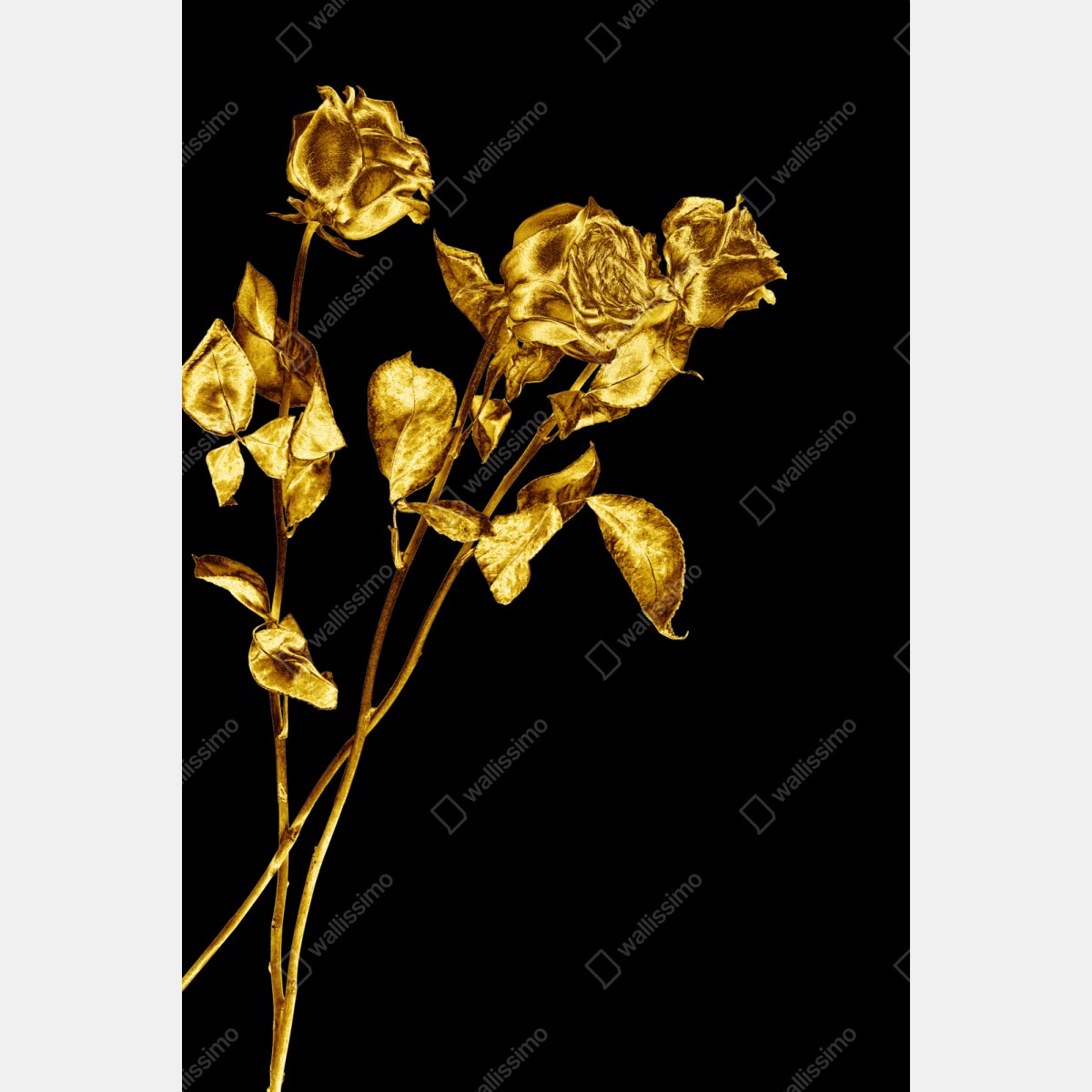 Repositionierbarer Aufkleber goldene rosen vor schwarzem hintergrund – Wallnifity® Repositionierbarer Aufkleber goldene rosen vor schwarzem hintergrund – Wallnifity®