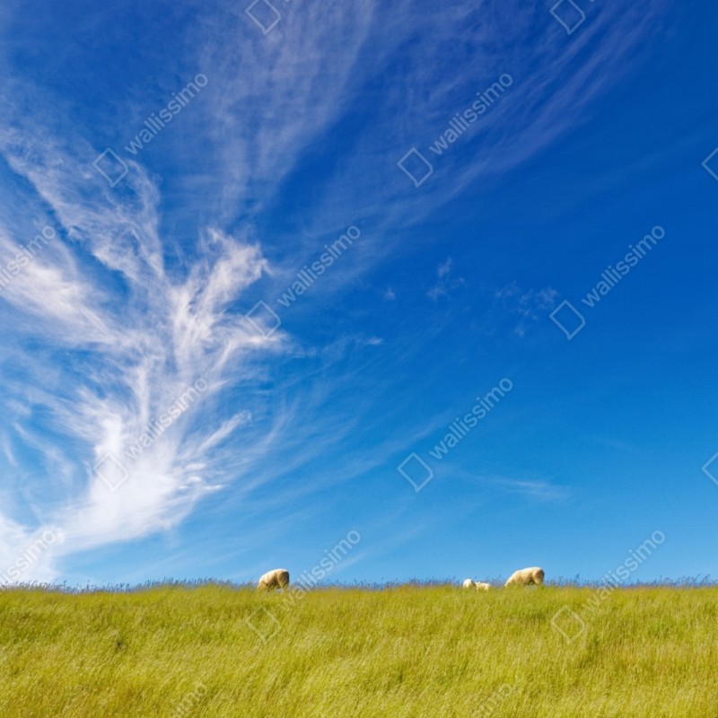 Repositionierbarer Aufkleber ruhige wiese unter blauem himmel – Wallnifity® Repositionierbarer Aufkleber ruhige wiese unter blauem himmel – Wallnifity®