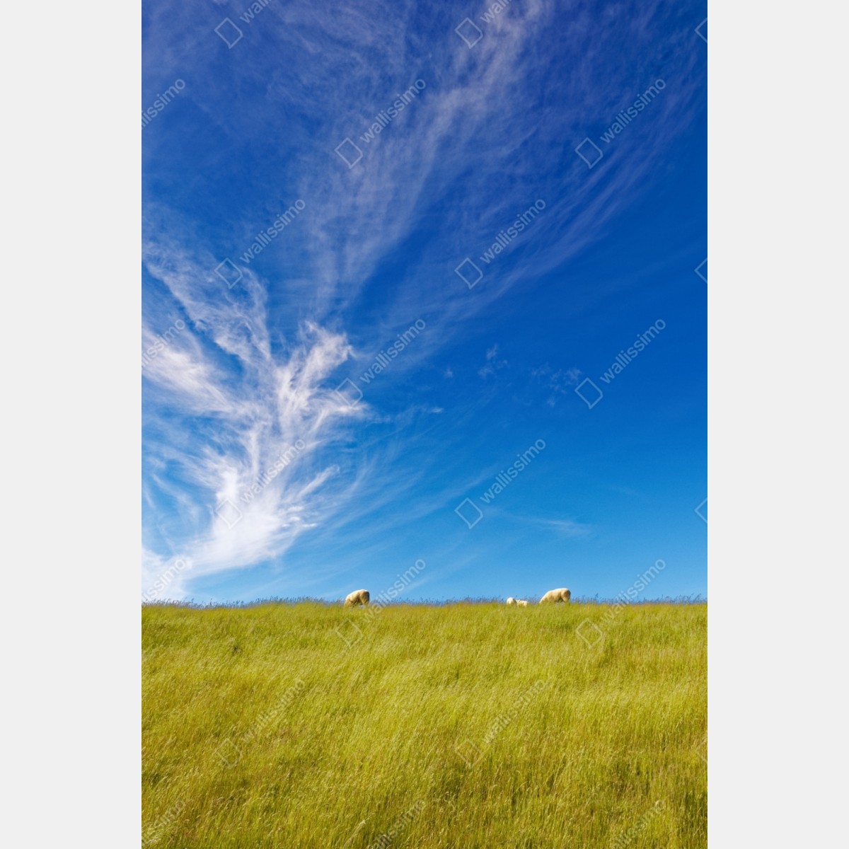 Repositionierbarer Aufkleber ruhige wiese unter blauem himmel – Wallnifity® Repositionierbarer Aufkleber ruhige wiese unter blauem himmel – Wallnifity®