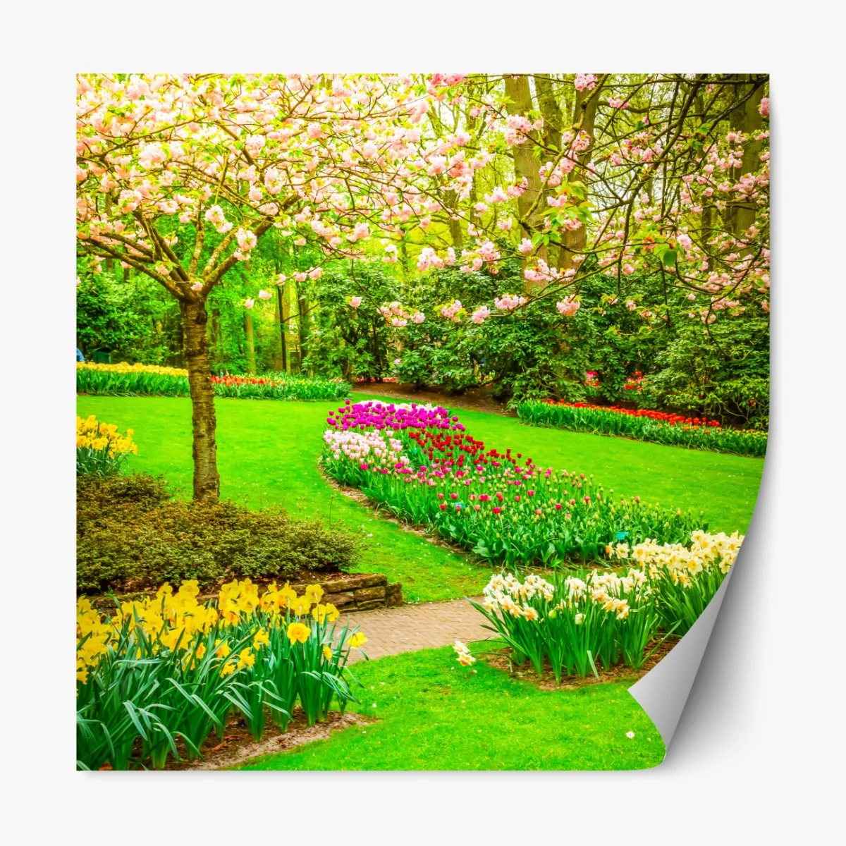 Repositionierbarer Aufkleber frühlingsgarten in blüte: tulpen und kirschblüten – Wallnifity® Repositionierbarer Aufkleber frühlingsgarten in blüte: tulpen und kirschblüten – Wallnifity®
