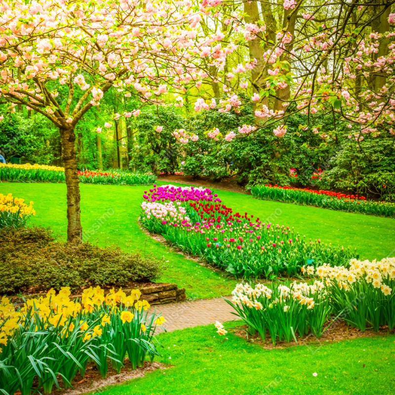 Repositionierbarer Aufkleber frühlingsgarten in blüte: tulpen und kirschblüten – Wallnifity® Repositionierbarer Aufkleber frühlingsgarten in blüte: tulpen und kirschblüten – Wallnifity®