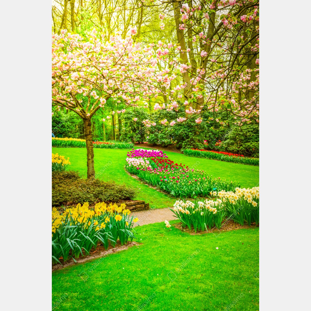 Repositionierbarer Aufkleber frühlingsgarten in blüte: tulpen und kirschblüten – Wallnifity® Repositionierbarer Aufkleber frühlingsgarten in blüte: tulpen und kirschblüten – Wallnifity®