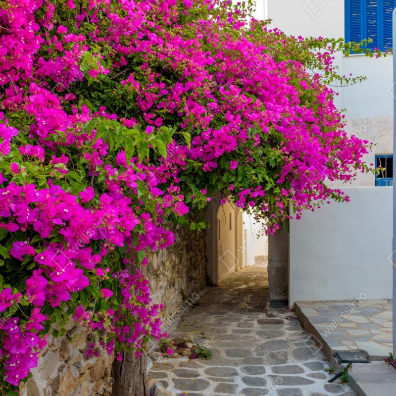 Repositionierbarer Aufkleber blühende bougainvillea in Naousa gasse – Wallnifity® Repositionierbarer Aufkleber blühende bougainvillea in Naousa gasse – Wallnifity®