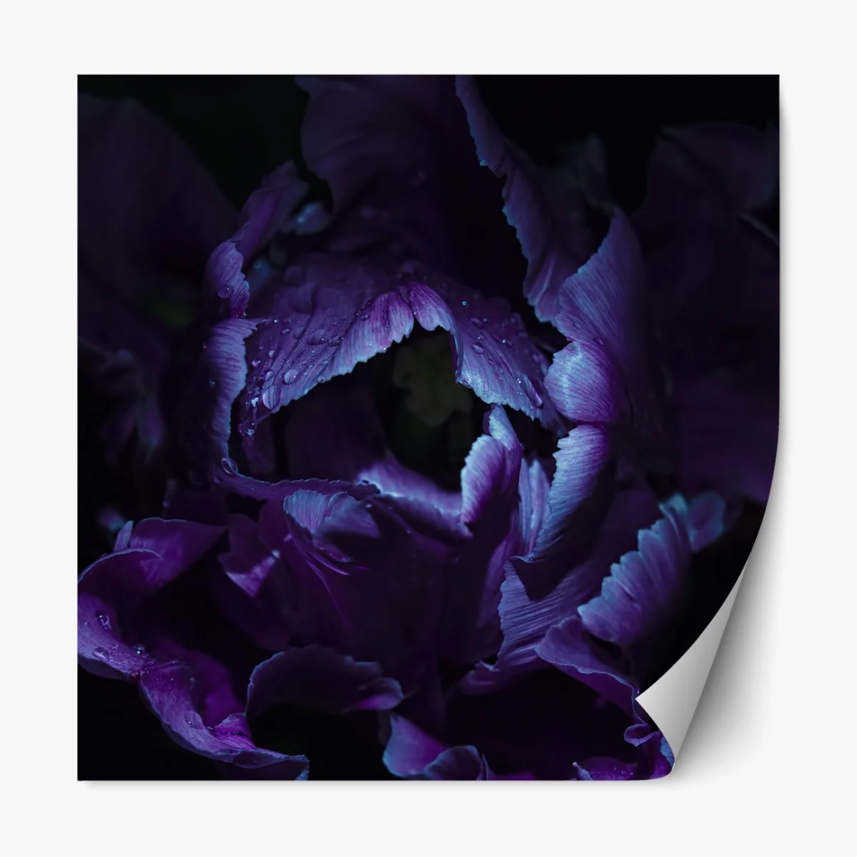 Repositionierbarer Aufkleber lila tulpe im ultravioletten licht – Wallnifity® Repositionierbarer Aufkleber lila tulpe im ultravioletten licht – Wallnifity®
