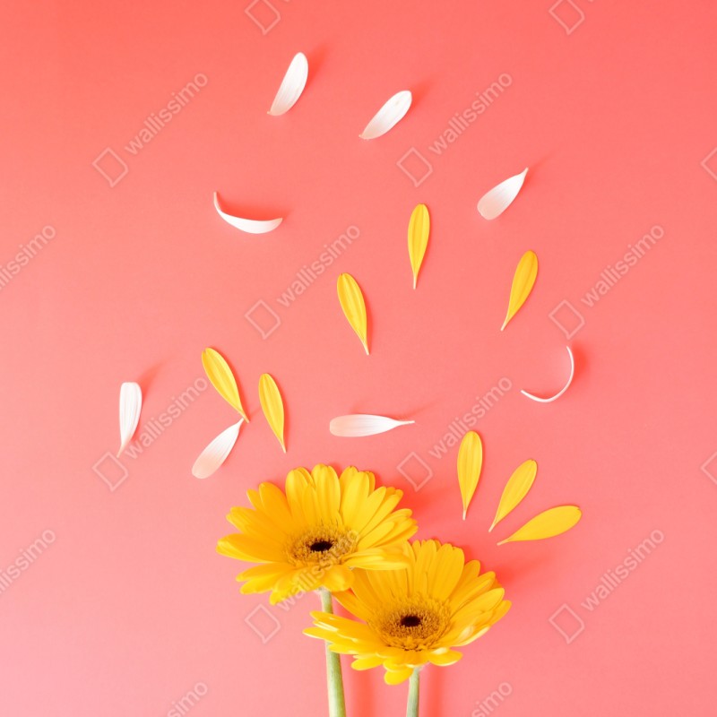 Repositionierbarer Aufkleber sonnige gelbe gerbera auf korallfarbenem hintergrund – Wallnifity® Repositionierbarer Aufkleber sonnige gelbe gerbera auf korallfarbenem hintergrund – Wallnifity®