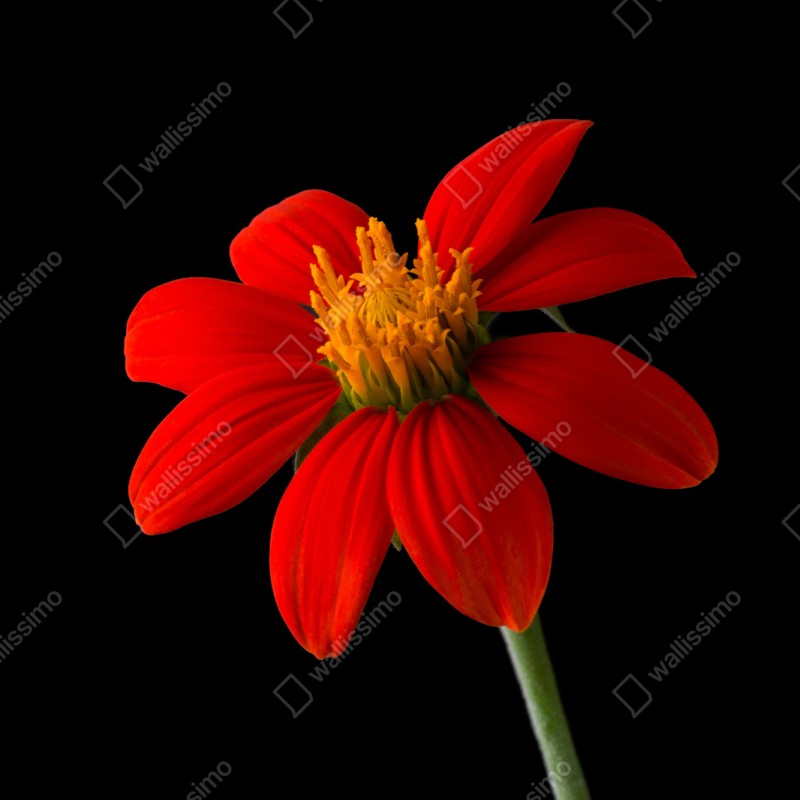 Repositionierbarer Aufkleber leuchtende mexikanische sonnenblume auf schwarzem hintergrund – Wallnifity® Repositionierbarer Aufkleber leuchtende mexikanische sonnenblume auf schwarzem hintergrund – Wallnifity®
