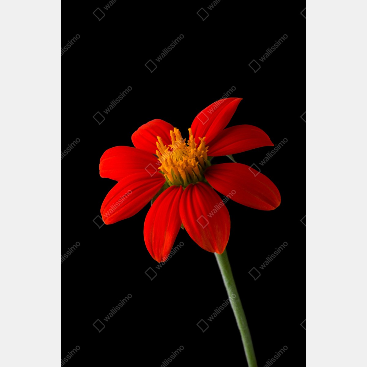 Repositionierbarer Aufkleber leuchtende mexikanische sonnenblume auf schwarzem hintergrund – Wallnifity® Repositionierbarer Aufkleber leuchtende mexikanische sonnenblume auf schwarzem hintergrund – Wallnifity®
