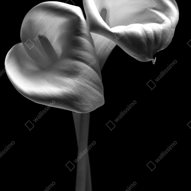 Repositionierbarer Aufkleber elegante calla-blüten in monochrom – Wallnifity® Repositionierbarer Aufkleber elegante calla-blüten in monochrom – Wallnifity®