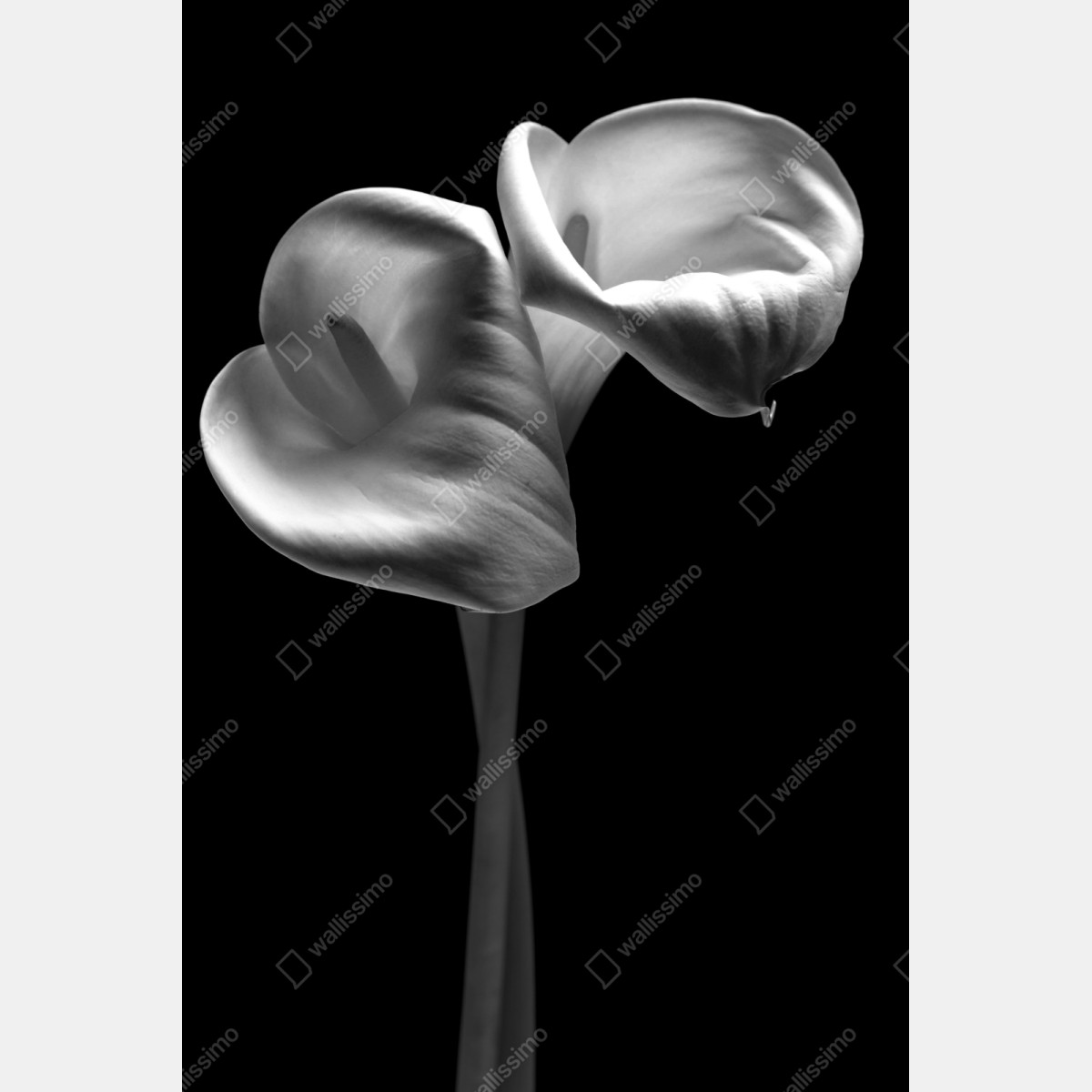 Repositionierbarer Aufkleber elegante calla-blüten in monochrom – Wallnifity® Repositionierbarer Aufkleber elegante calla-blüten in monochrom – Wallnifity®
