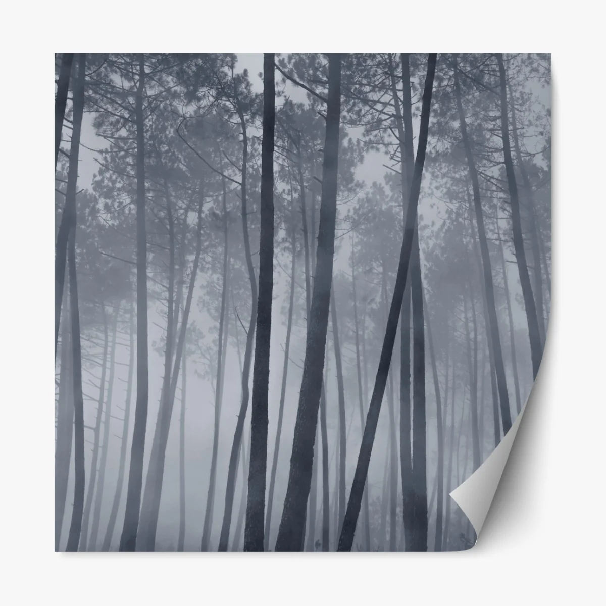 Repositionierbarer Aufkleber nebliger kiefernwald bei nacht – Wallnifity® Repositionierbarer Aufkleber nebliger kiefernwald bei nacht – Wallnifity®