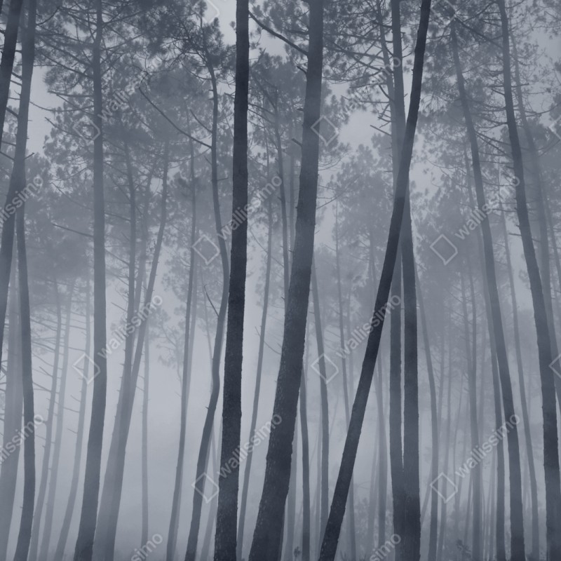 Repositionierbarer Aufkleber nebliger kiefernwald bei nacht – Wallnifity® Repositionierbarer Aufkleber nebliger kiefernwald bei nacht – Wallnifity®