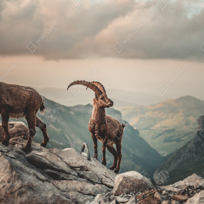Repositionierbarer Aufkleber alpensteinbock auf felsigem kamm – Wallnifity® Repositionierbarer Aufkleber alpensteinbock auf felsigem kamm – Wallnifity®