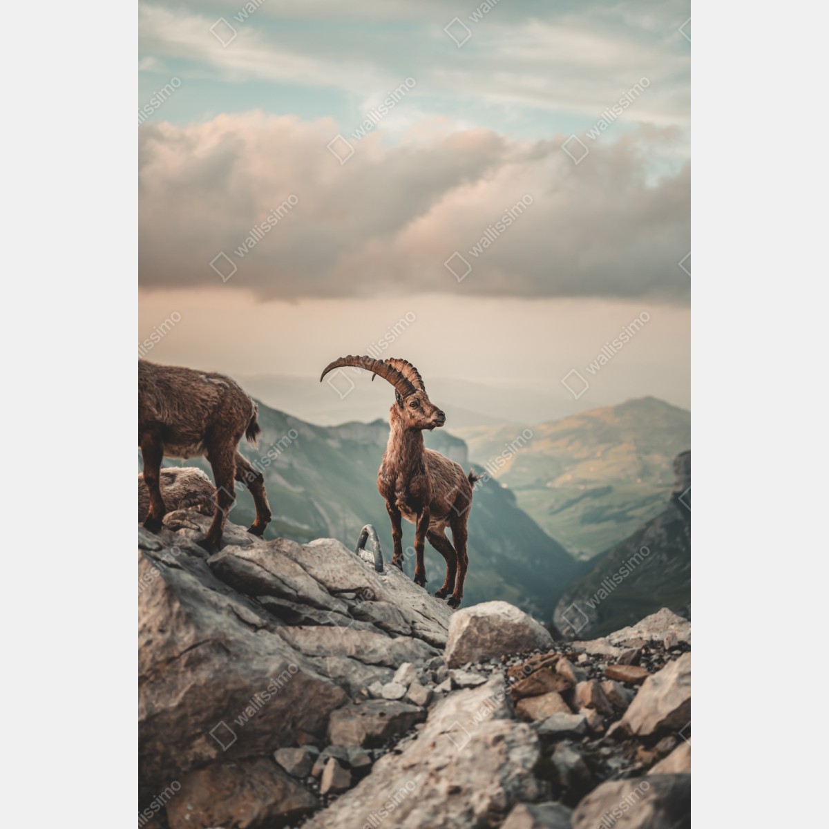 Repositionierbarer Aufkleber alpensteinbock auf felsigem kamm – Wallnifity® Repositionierbarer Aufkleber alpensteinbock auf felsigem kamm – Wallnifity®