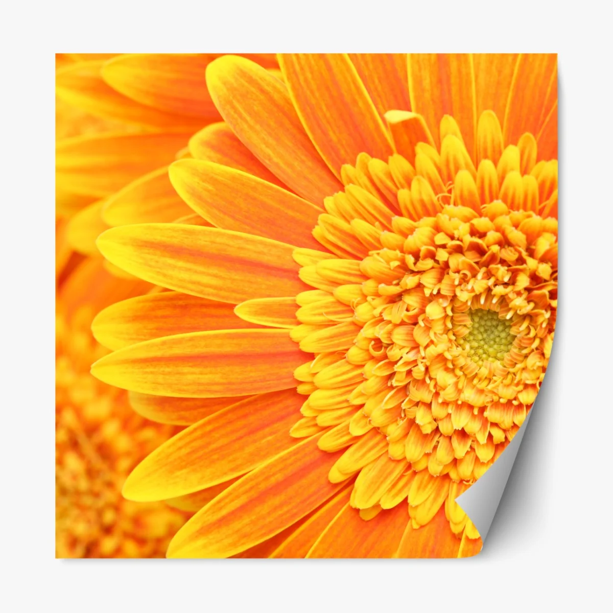 Repositionierbarer Aufkleber leuchtende orange gerbera in makro – Wallnifity® Repositionierbarer Aufkleber leuchtende orange gerbera in makro – Wallnifity®