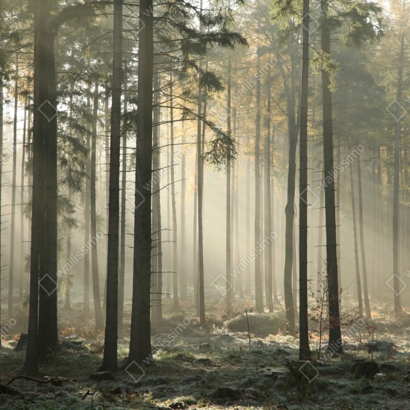 Repositionierbarer Aufkleber nebliger morgenwald mit sonnenstrahlen – Wallnifity® Repositionierbarer Aufkleber nebliger morgenwald mit sonnenstrahlen – Wallnifity®