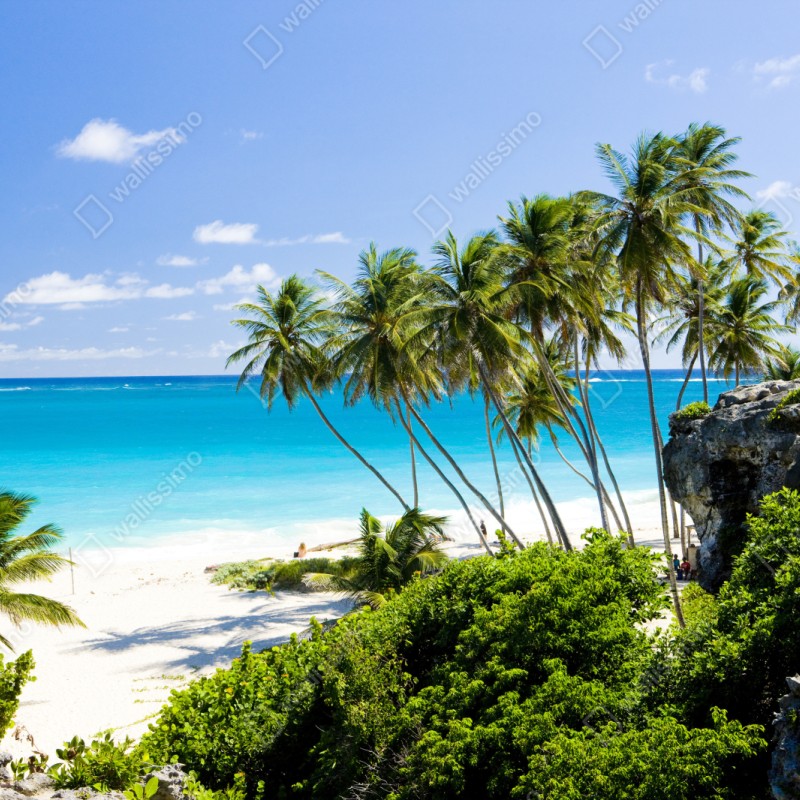 Repositionierbarer Aufkleber Bottom Bay palmenstrand, Barbados – Wallnifity® Repositionierbarer Aufkleber Bottom Bay palmenstrand, Barbados – Wallnifity®