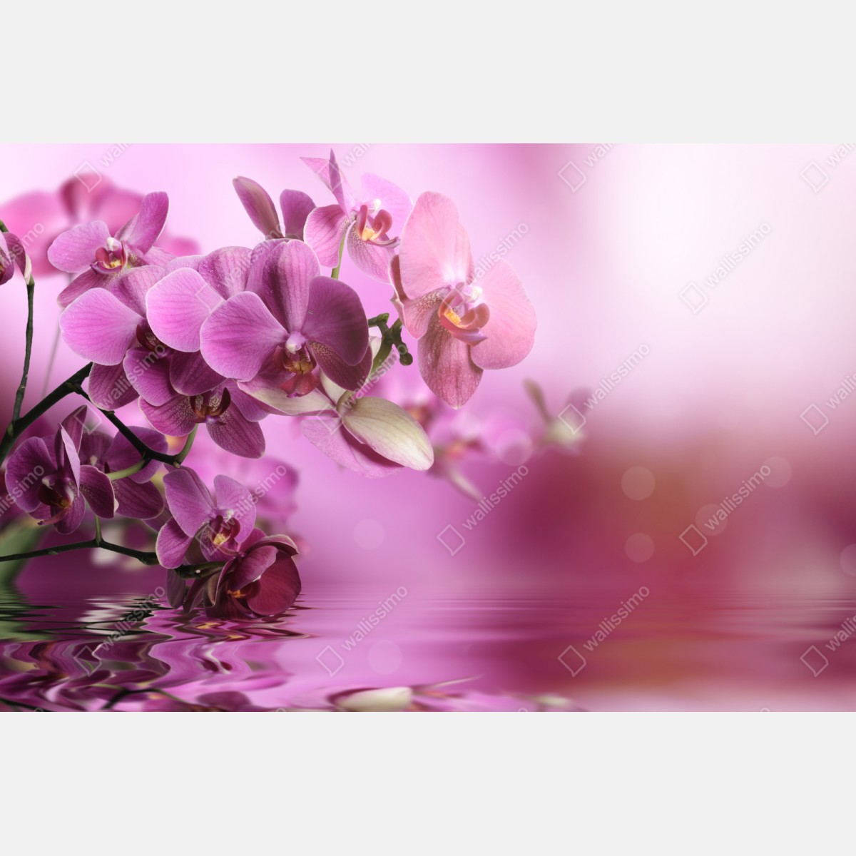Repositionierbarer Aufkleber rosa orchideen spiegelung – Wallnifity® Repositionierbarer Aufkleber rosa orchideen spiegelung – Wallnifity®