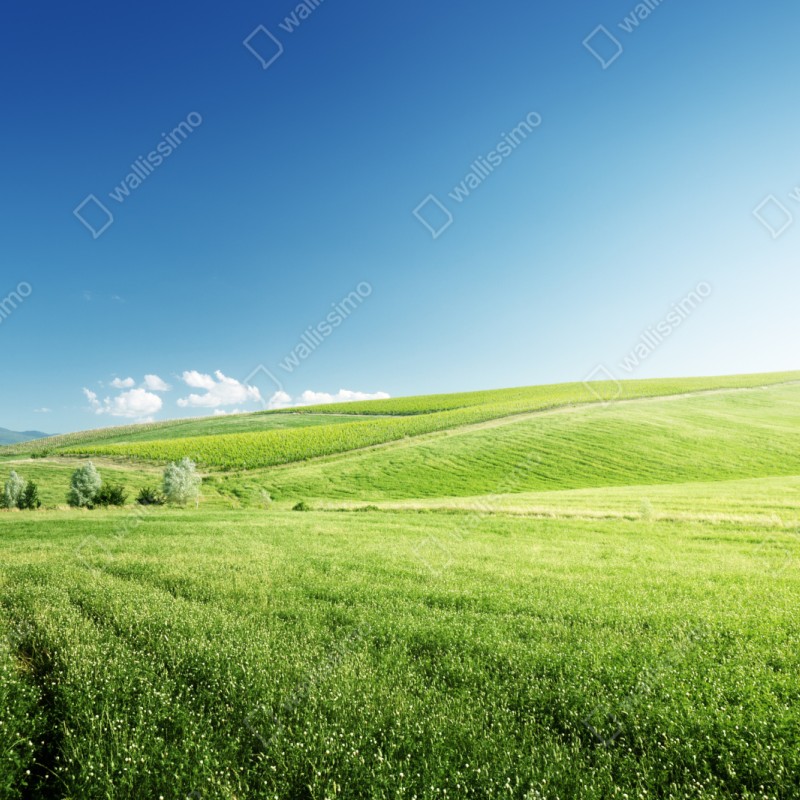 Repositionierbarer Aufkleber ruhige grüne wiesenlandschaft – Wallnifity® Repositionierbarer Aufkleber ruhige grüne wiesenlandschaft – Wallnifity®