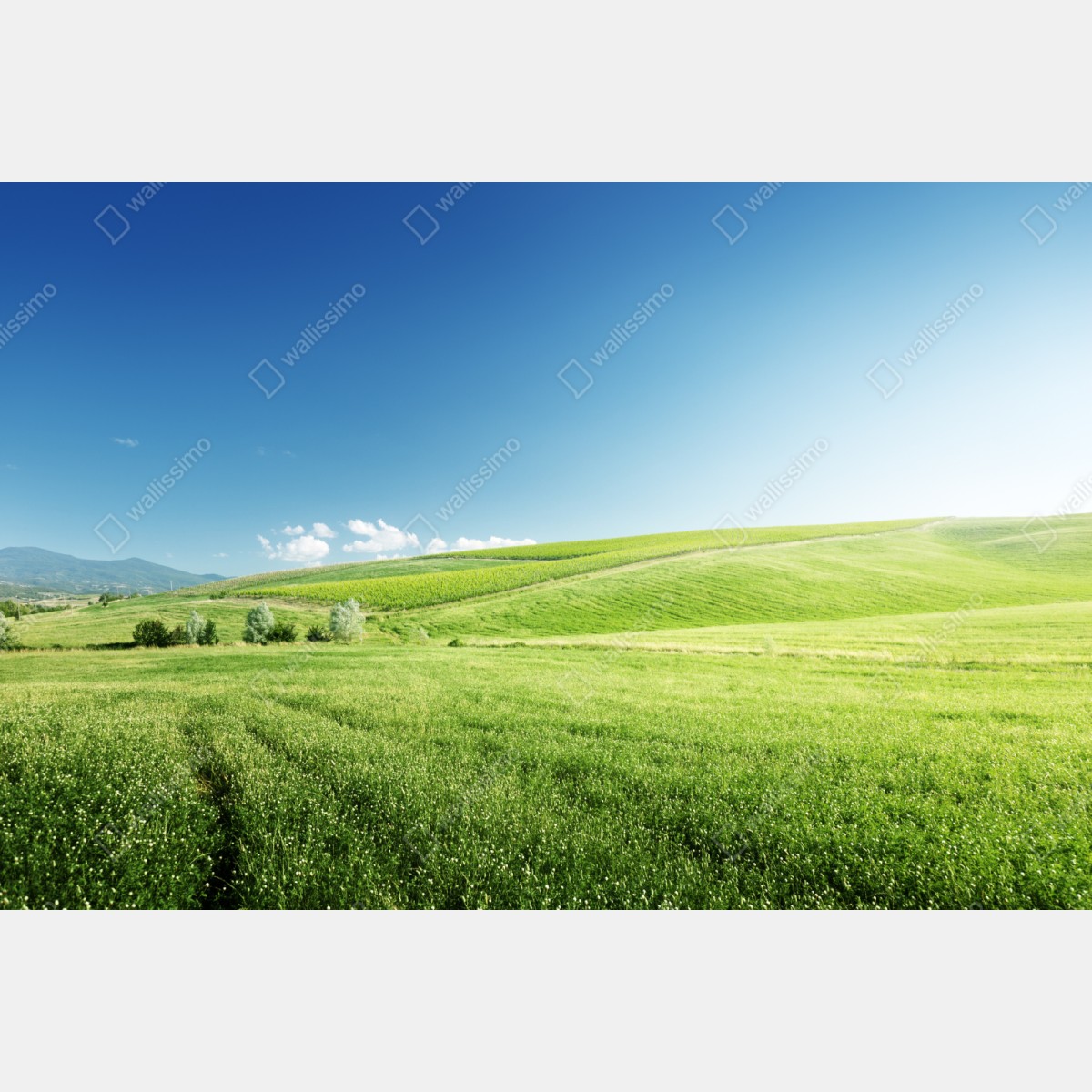 Repositionierbarer Aufkleber ruhige grüne wiesenlandschaft – Wallnifity® Repositionierbarer Aufkleber ruhige grüne wiesenlandschaft – Wallnifity®