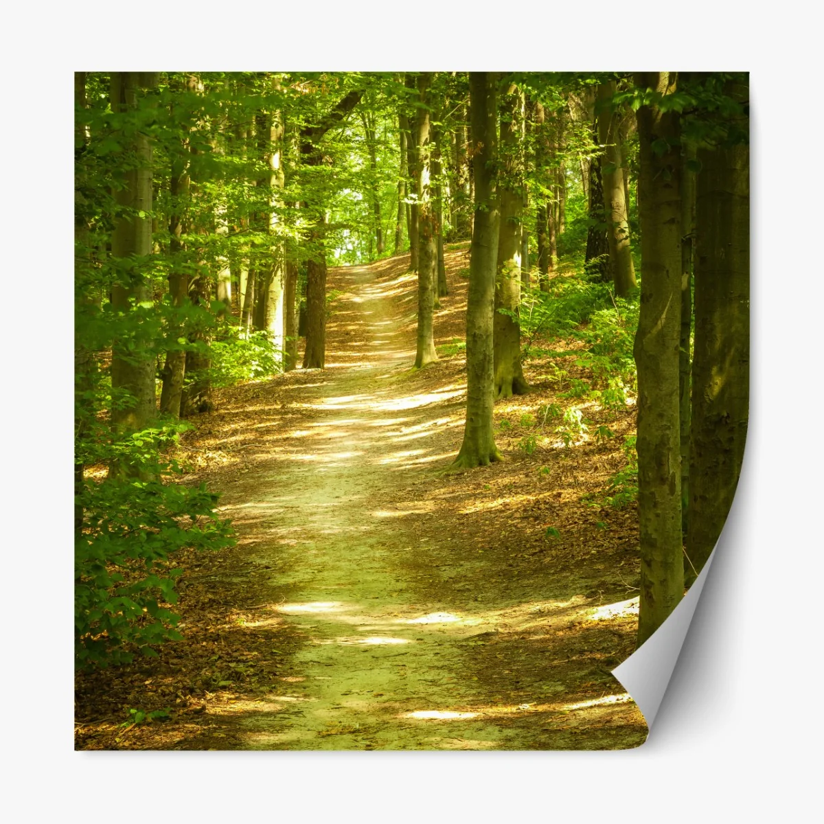 Repositionierbarer Aufkleber sonniger waldpfad – Wallnifity®